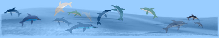 Delfin Illustration